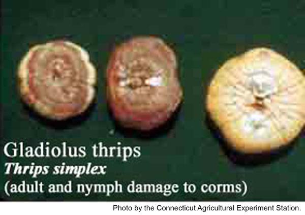 Gladiolus thrips damage corms